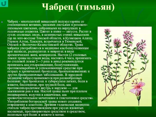 Чабрец (тимьян) Чабрец - многолетний невысокий полукустарник со стелющимися ветвями, мелкими листьями