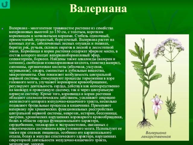 Валериана Валериана - многолетнее травянистое растение из семейства валериановых высотой до 150