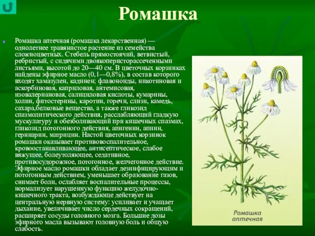 Ромашка Ромашка аптечная (ромашка лекарственная) — однолетнее травянистое растение из семейства сложноцветных.