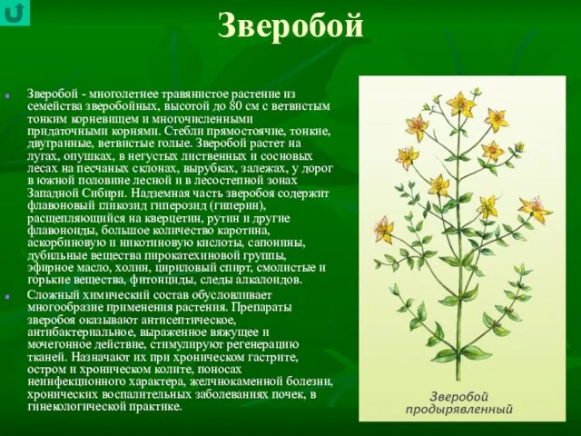 Зверобой Зверобой - многолетнее травянистое растение из семейства зверобойных, высотой до 80