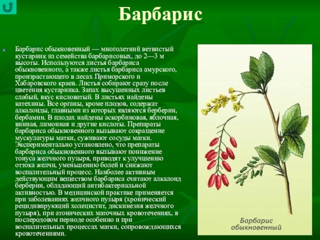 Барбарис Барбарис обыкновенный — многолетний ветвистый кустарник из семейства барбарисовых, до 2—3