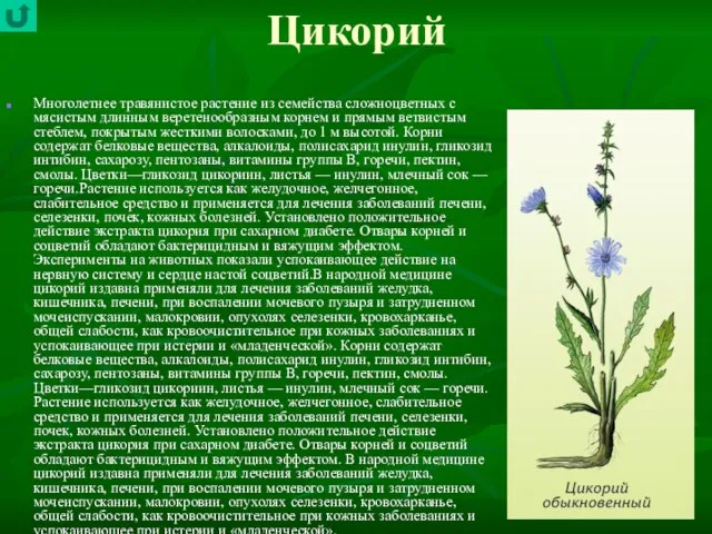 Цикорий Многолетнее травянистое растение из семейства сложно­цветных с мясистым длинным веретенообразным корнем