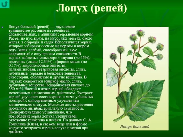 Лопух (репей) Лопух большой (репей) — двухлетнее травянистое растение из семейства сложноцветных,