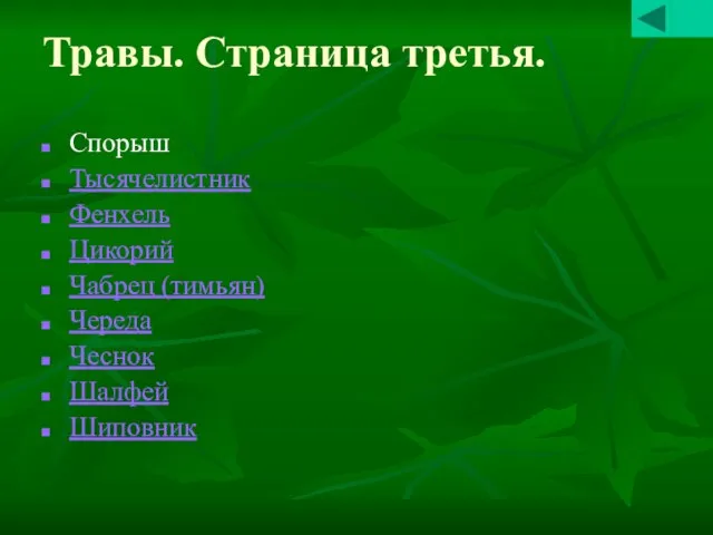 Травы. Страница третья. Спорыш Тысячелистник Фенхель Цикорий Чабрец (тимьян) Череда Чеснок Шалфей Шиповник