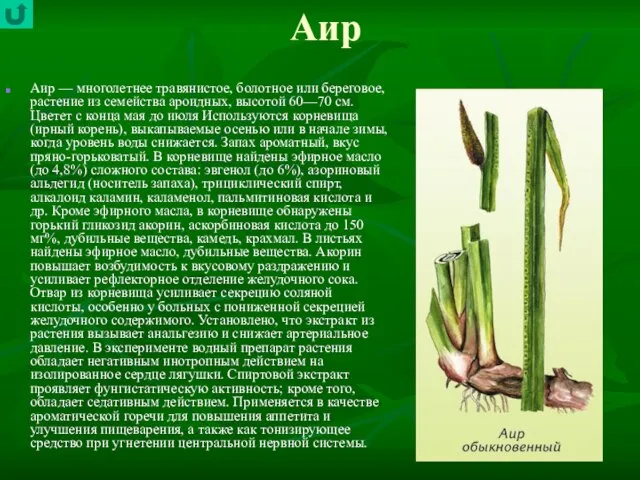 Аир Аир — многолетнее травянистое, болотное или береговое, растение из семейства ароидных,