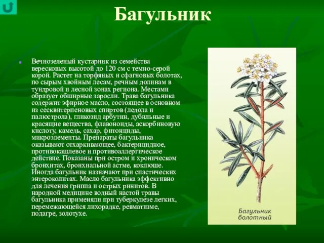 Багульник Вечнозеленый кустарник из семейства вересковых высотой до 120 см с темно-серой