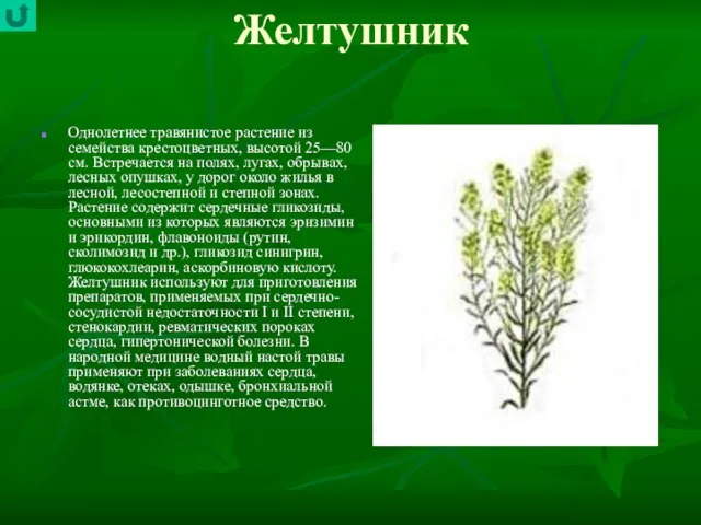 Желтушник Однолетнее травянистое растение из семейства крестоцветных, высотой 25—80 см. Встречается на