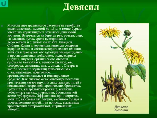 Девясил Многолетнее травянистое растение из семейства сложно­цветных, высотой до 1,5 м, с