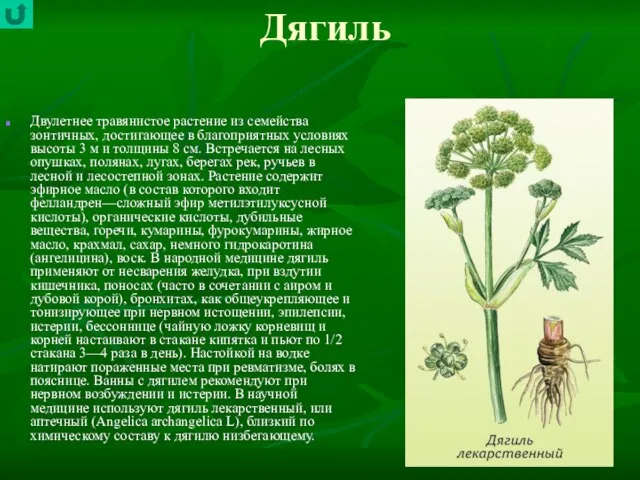 Дягиль Двулетнее травянистое растение из семейства зонтичных, достигающее в благоприятных условиях высоты