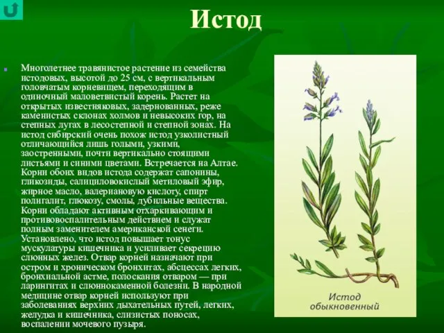 Истод Многолетнее травянистое растение из семейства истодовых, высотой до 25 см, с