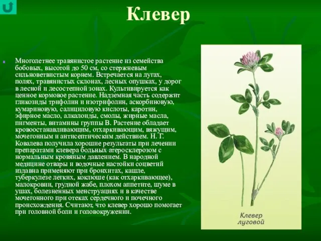 Клевер Многолетнее травянистое растение из семейства бобовых, высотой до 50 см, со