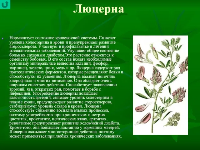 Люцерна Нормализует состояние кровеносной системы. Снижает уровень холестерина в крови и предупреждает