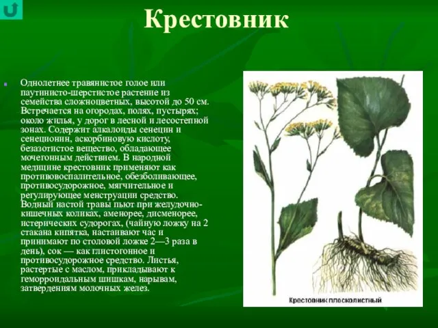 Крестовник Однолетнее травянистое голое или паутинисто-шерстистое растение из семейства сложноцветных, высотой до