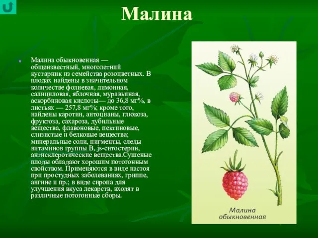 Малина Малина обыкновенная — общеизвестный, многолетний кустарник из семейства розоцветных. В плодах