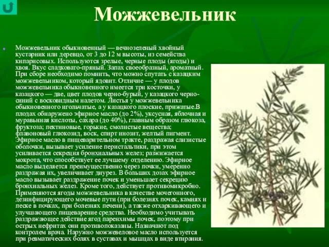 Можжевельник Можжевельник обыкновенный — вечнозеленый хвойный кустарник или деревцо, от 3 до