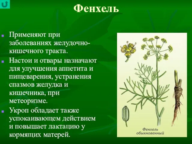 Фенхель Применяют при заболеваниях желудочно-кишечного тракта. Настои и отвары назначают для улучшения