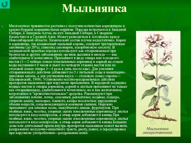 Мыльнянка Многолетнее травянистое растение с ползучим ветвистым корневищем и красно-бурыми морщинистыми корнями.