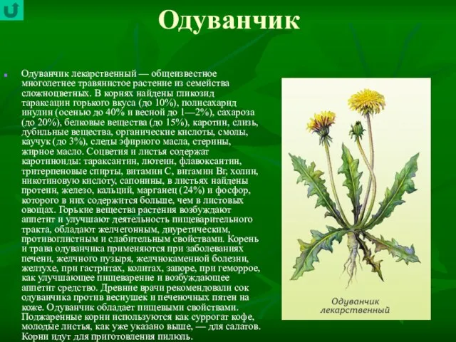 Одуванчик Одуванчик лекарственный — общеизвестное многолетнее травянистое растение из семейства сложноцветных. В