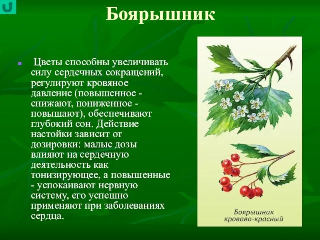 Боярышник Цветы способны увеличивать силу сердечных сокращений, регулируют кровяное давление (повышенное -