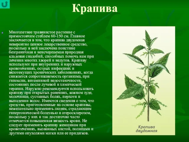 Крапива Многолетнее травянистое растение с прямостоячим стеблем 60-150 см. Главное заключается в