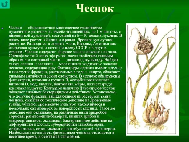 Чеснок Чеснок — общеизвестное многолетнее травянистое луковичное растение из семейства лилейных, до