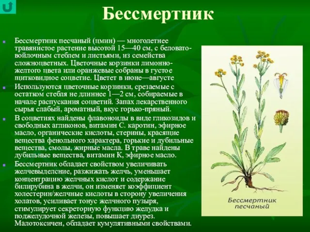 Бессмертник Бессмертник песчаный (цмин) — многолетнее травянистое растение высотой 15—40 см, с