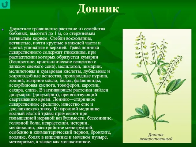 Донник Двулетнее травянистое растение из семейства бобовых, высотой до 1 м, со