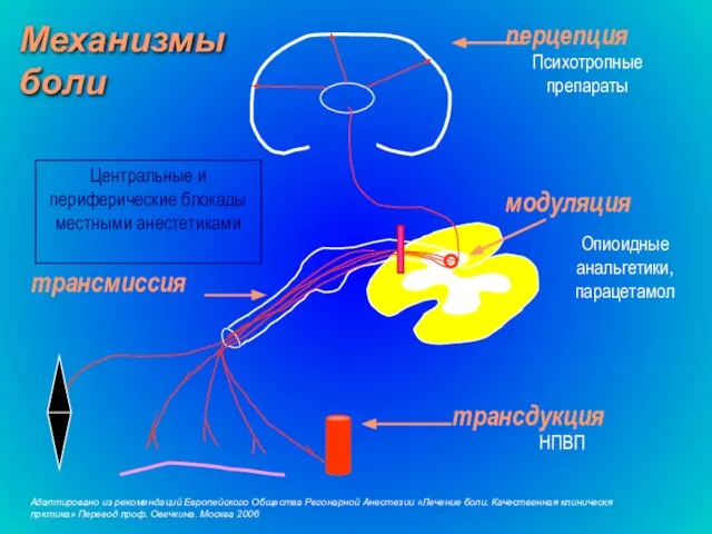 Психотропные препараты трансдукция трансмиссия модуляция перцепция Центральные и периферические блокады местными анестетиками