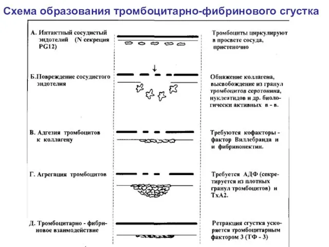 Схема образования тромбоцитарно-фибринового сгустка