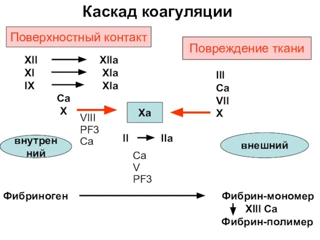 Каскад коагуляции Поверхностный контакт ХII XIIa XI XIa IX XIa Ca X