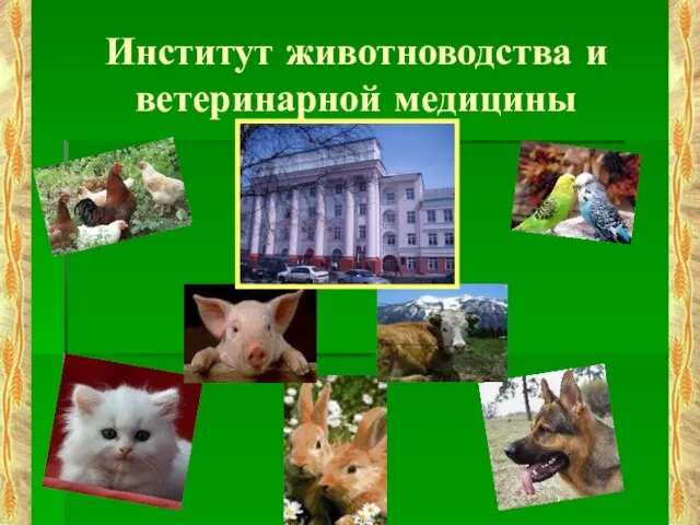 Институт животноводства и ветеринарной медицины
