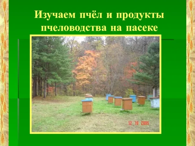 Изучаем пчёл и продукты пчеловодства на пасеке