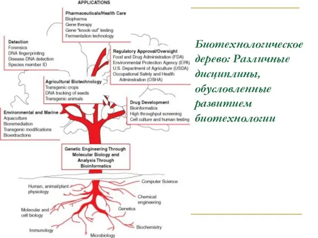 Биотехнологическое дерево: Различные дисциплины, обусловленные развитием биотехнологии