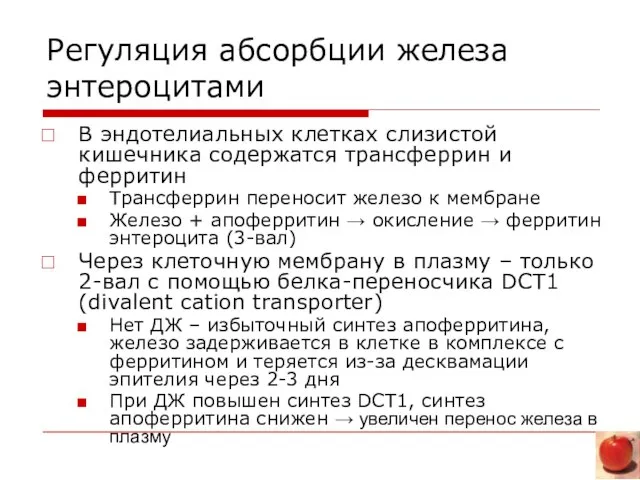 Регуляция абсорбции железа энтероцитами В эндотелиальных клетках слизистой кишечника содержатся трансферрин и