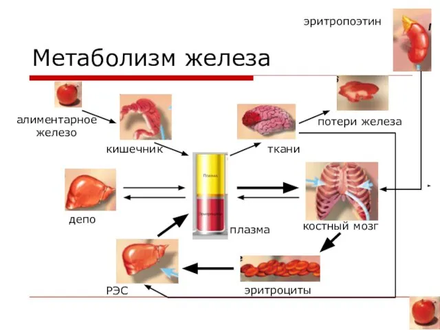 Метаболизм железа эритропоэтин