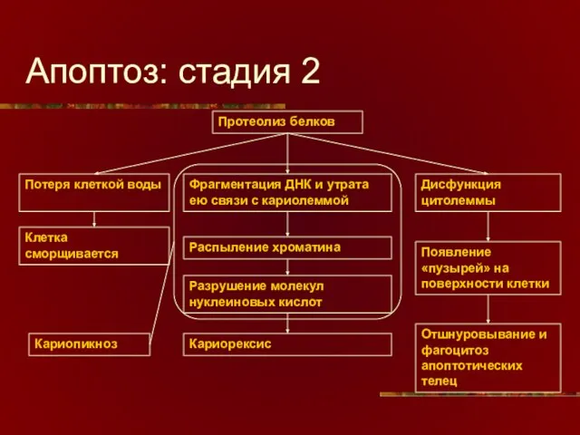 Апоптоз: стадия 2 Протеолиз белков Потеря клеткой воды Фрагментация ДНК и утрата