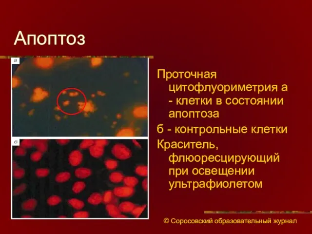 Апоптоз Проточная цитофлуориметрия а - клетки в состоянии апоптоза б - контрольные