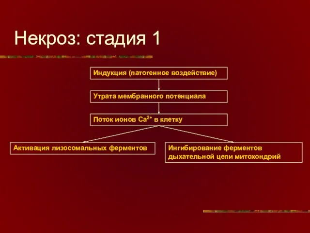 Некроз: стадия 1 Индукция (патогенное воздействие) Утрата мембранного потенциала Поток ионов Ca2+