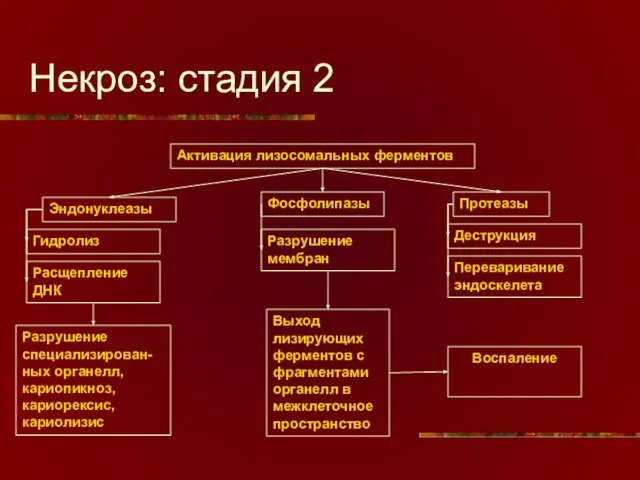 Некроз: стадия 2 Активация лизосомальных ферментов Фосфолипазы Протеазы Эндонуклеазы Гидролиз Расщепление ДНК