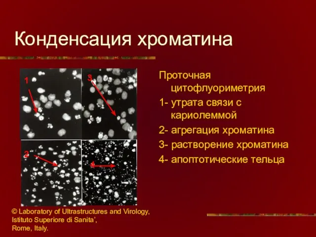 Конденсация хроматина Проточная цитофлуориметрия 1- утрата связи с кариолеммой 2- агрегация хроматина