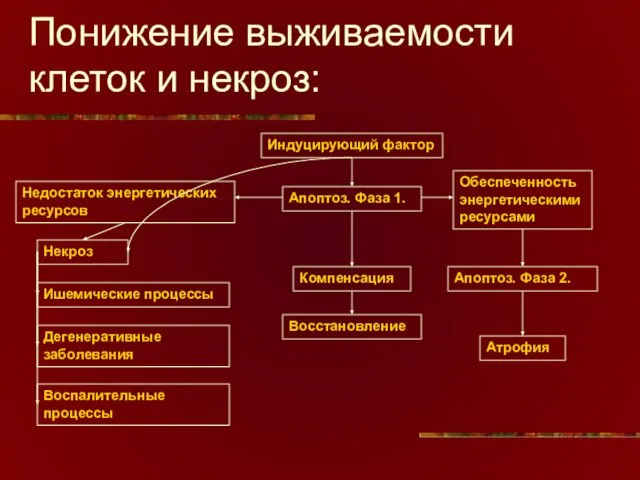 Понижение выживаемости клеток и некроз: Индуцирующий фактор Компенсация Восстановление Апоптоз. Фаза 2.