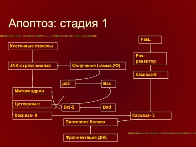 Апоптоз: стадия 1 Клеточные стрессы FasL Fas-рецептор Каспаза-8 JNK-стресс-киназа Облучение (гамма,УФ) Митохондрии