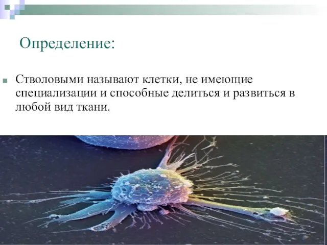 Определение: Стволовыми называют клетки, не имеющие специализации и способные делиться и развиться в любой вид ткани.