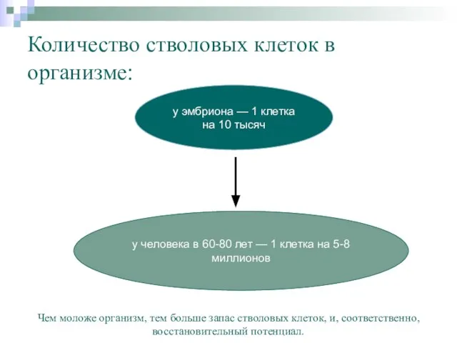 Количество стволовых клеток в организме: у эмбриона — 1 клетка на 10