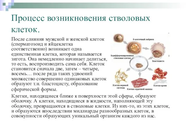 Процесс возникновения стволовых клеток. После слияния мужской и женской клеток (сперматозоид и