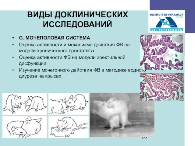 ВИДЫ ДОКЛИНИЧЕСКИХ ИССЛЕДОВАНИЙ G. МОЧЕПОЛОВАЯ СИСТЕМА Оценка активности и механизма действия ФВ