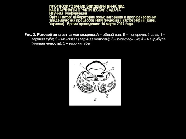 ПРОГНОЗИРОВАНИЕ ЭПИДЕМИИ ВИЧ/СПИД КАК НАУЧНАЯ И ПРАКТИЧЕСКАЯ ЗАДАЧА Научная конференция Организатор: лаборатория