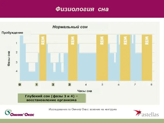 Физиология сна Пробуждение Фазы сна Часы сна Нормальный сон Глубокий сон (фазы