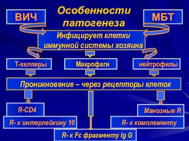 Особенности патогенеза ВИЧ МБТ Инфицирует клетки иммунной системы хозяина R-CD4 Т-хелперы Макрофаги