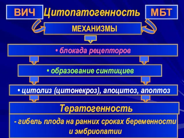 Цитопатогенность ВИЧ МБТ блокада рецепторов образование синтициев цитолиз (цитонекроз), апоцитоз, апоптоз МЕХАНИЗМЫ